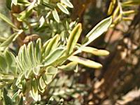 Anthyllide barbe de Jupiter - Anthyllis barba-jovis (en Corse) (03) (Photo F. Mrugala)